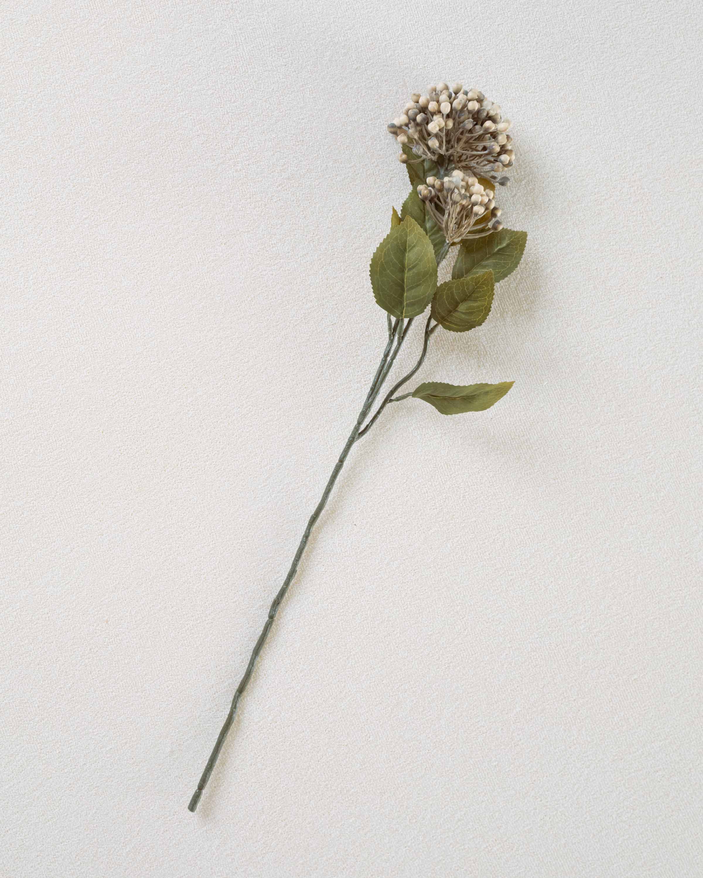 Fiore di ortensia marrone