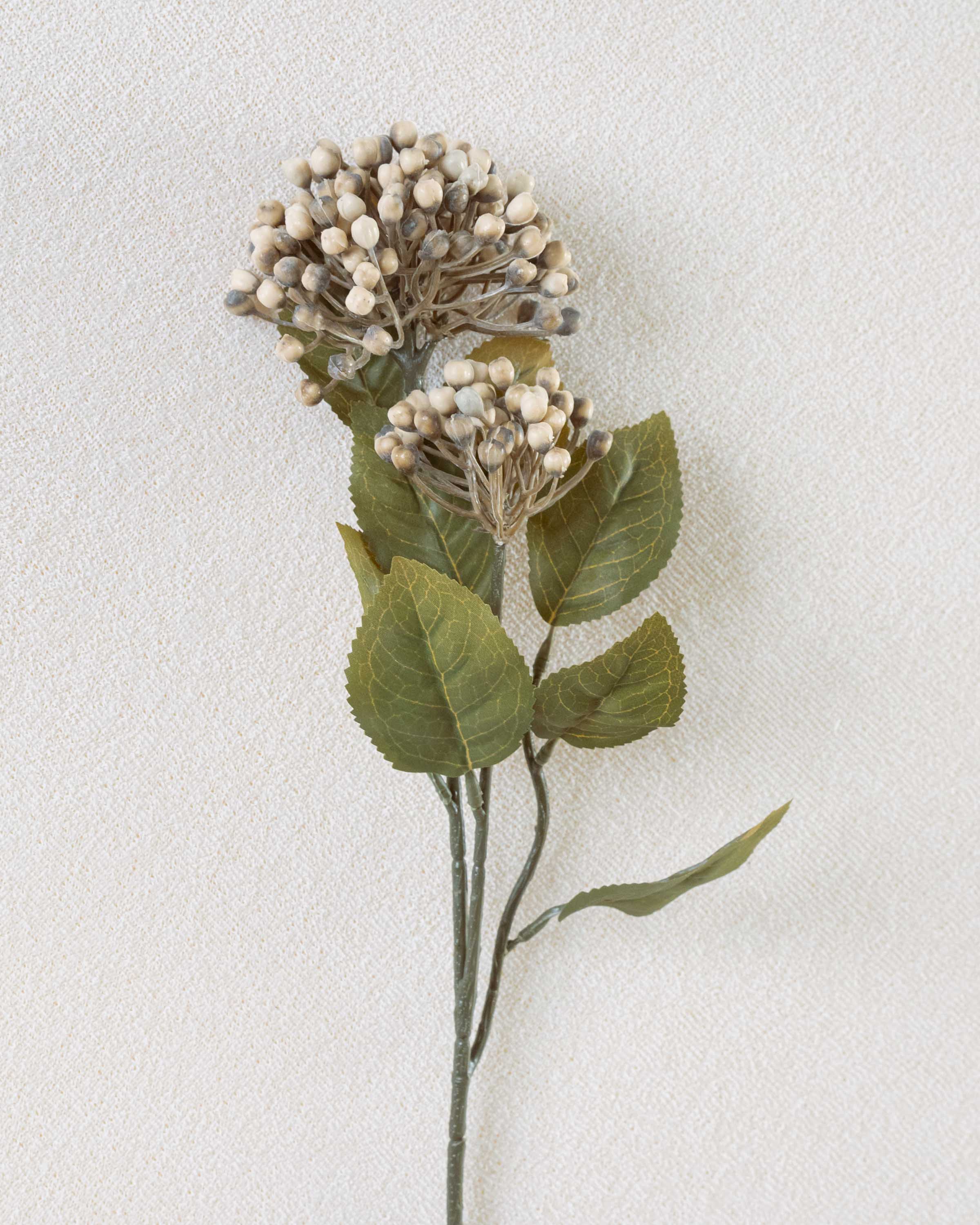 Fiore di ortensia marrone