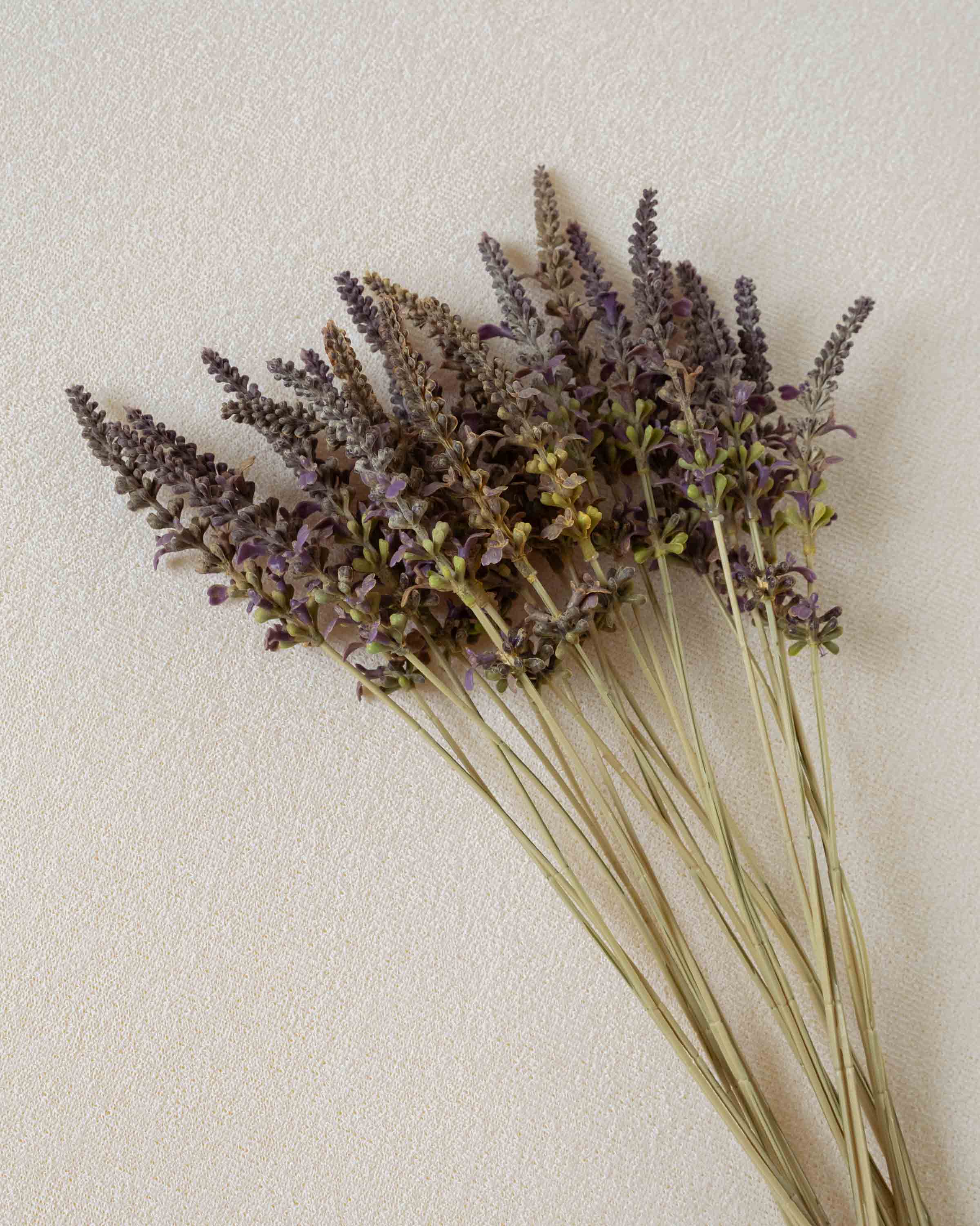 Rama Lavanda Malva