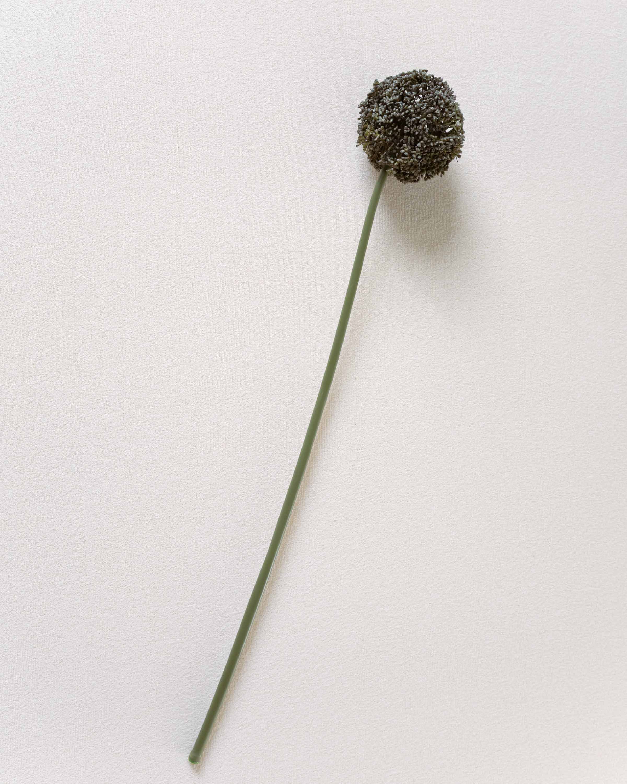 Allium Flower Grey Pearl