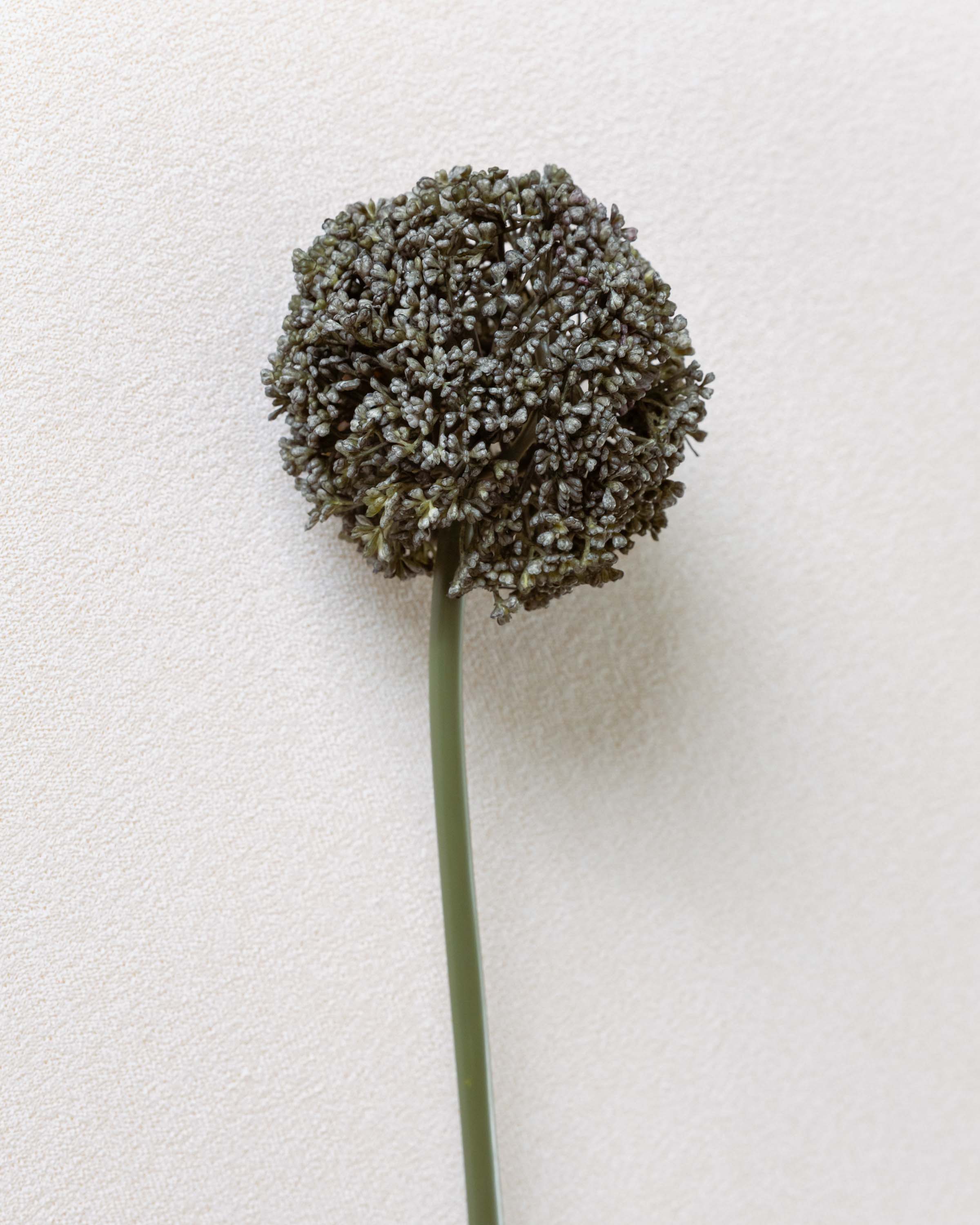 Allium Flower Grey Pearl