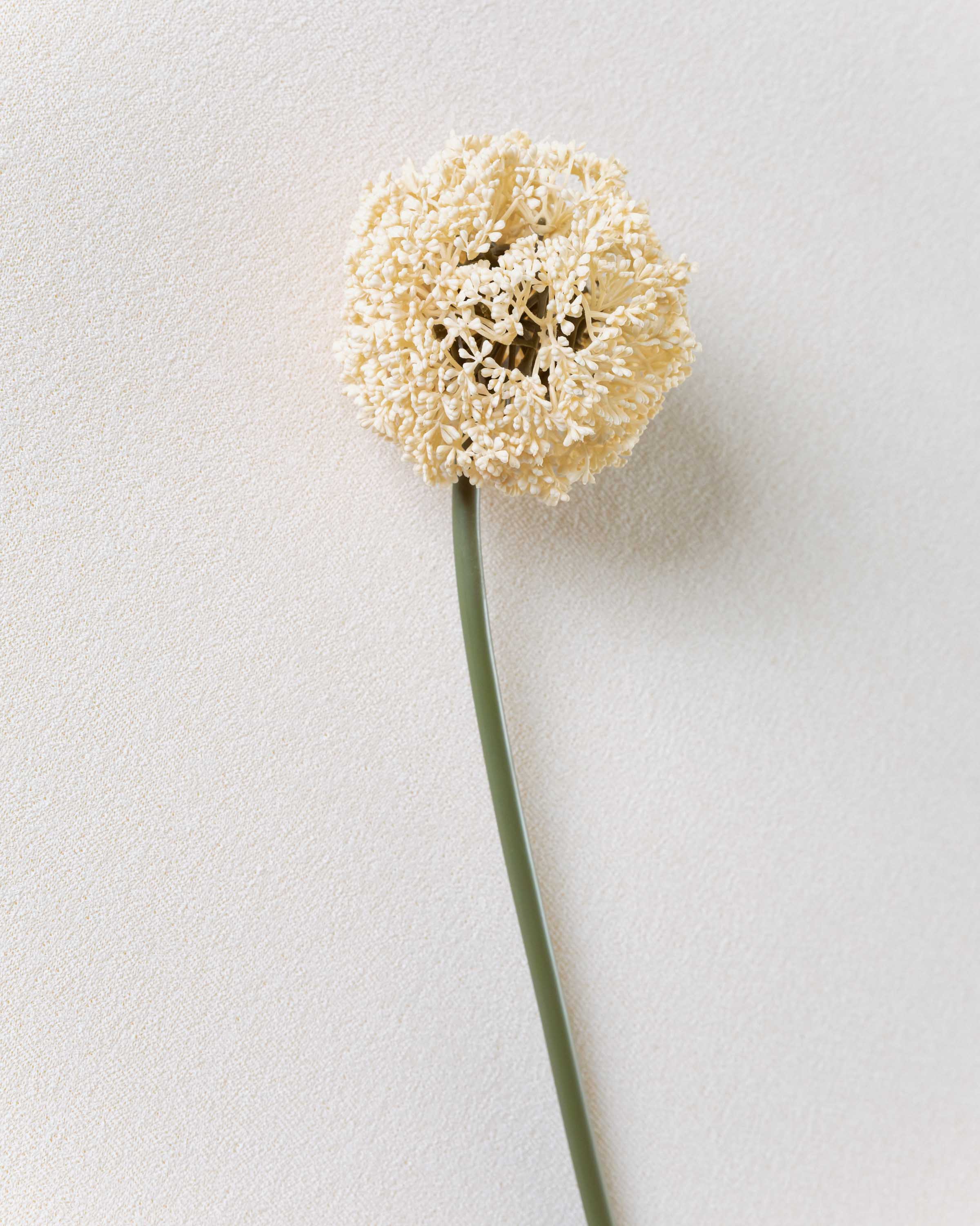 Flor Allium Beige