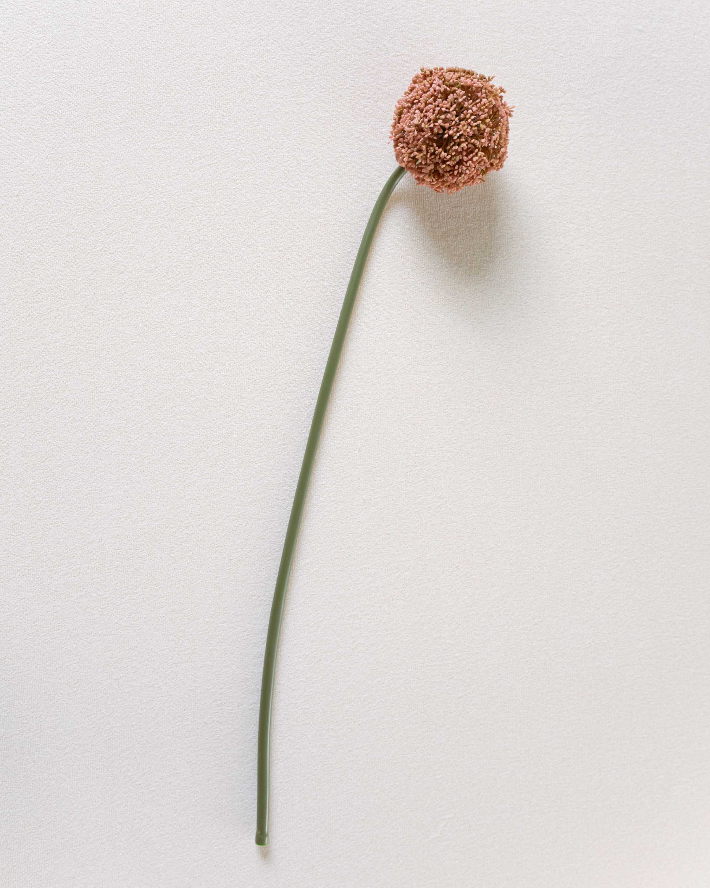 Flor Allium Rosa