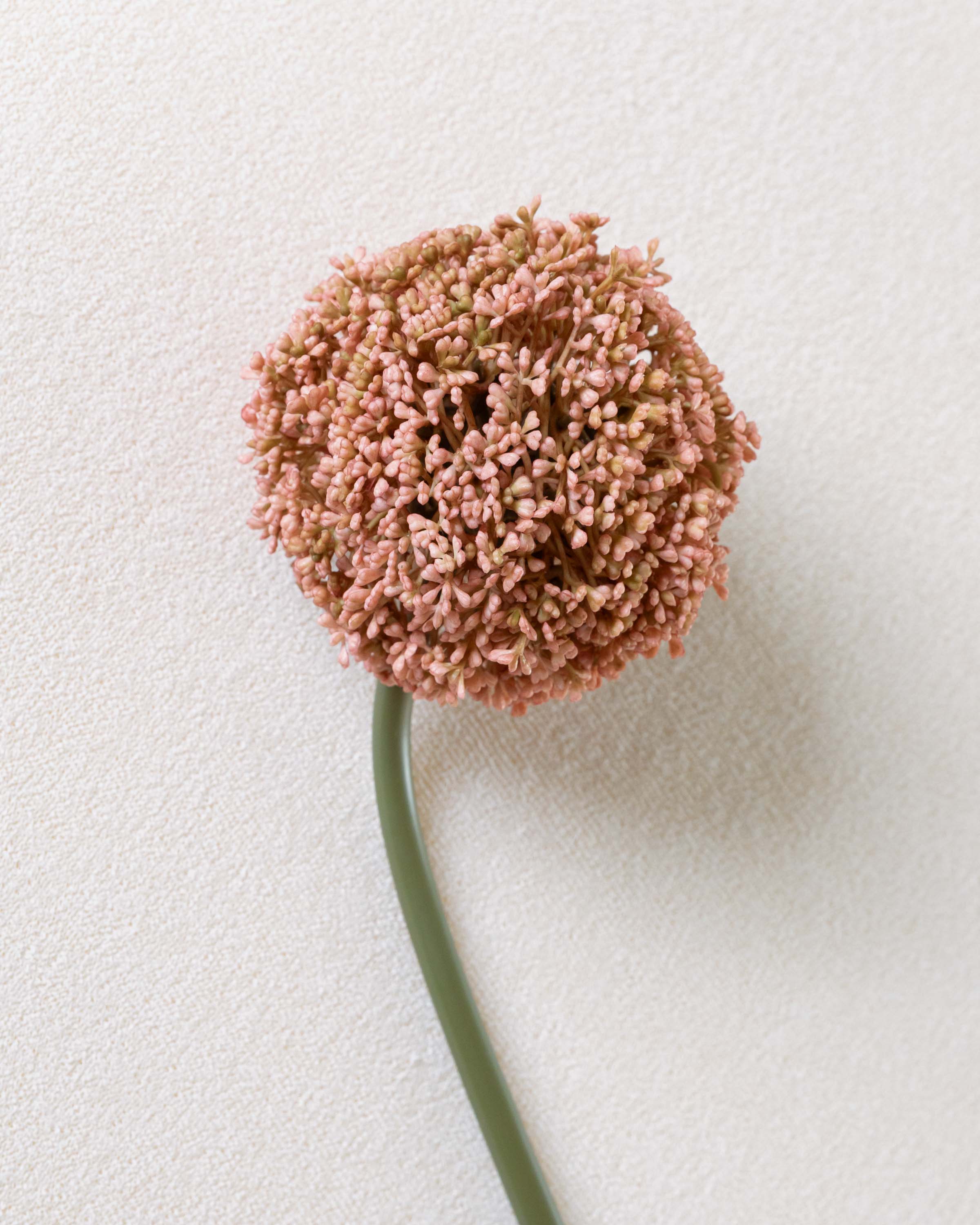 Flor Allium Rosa