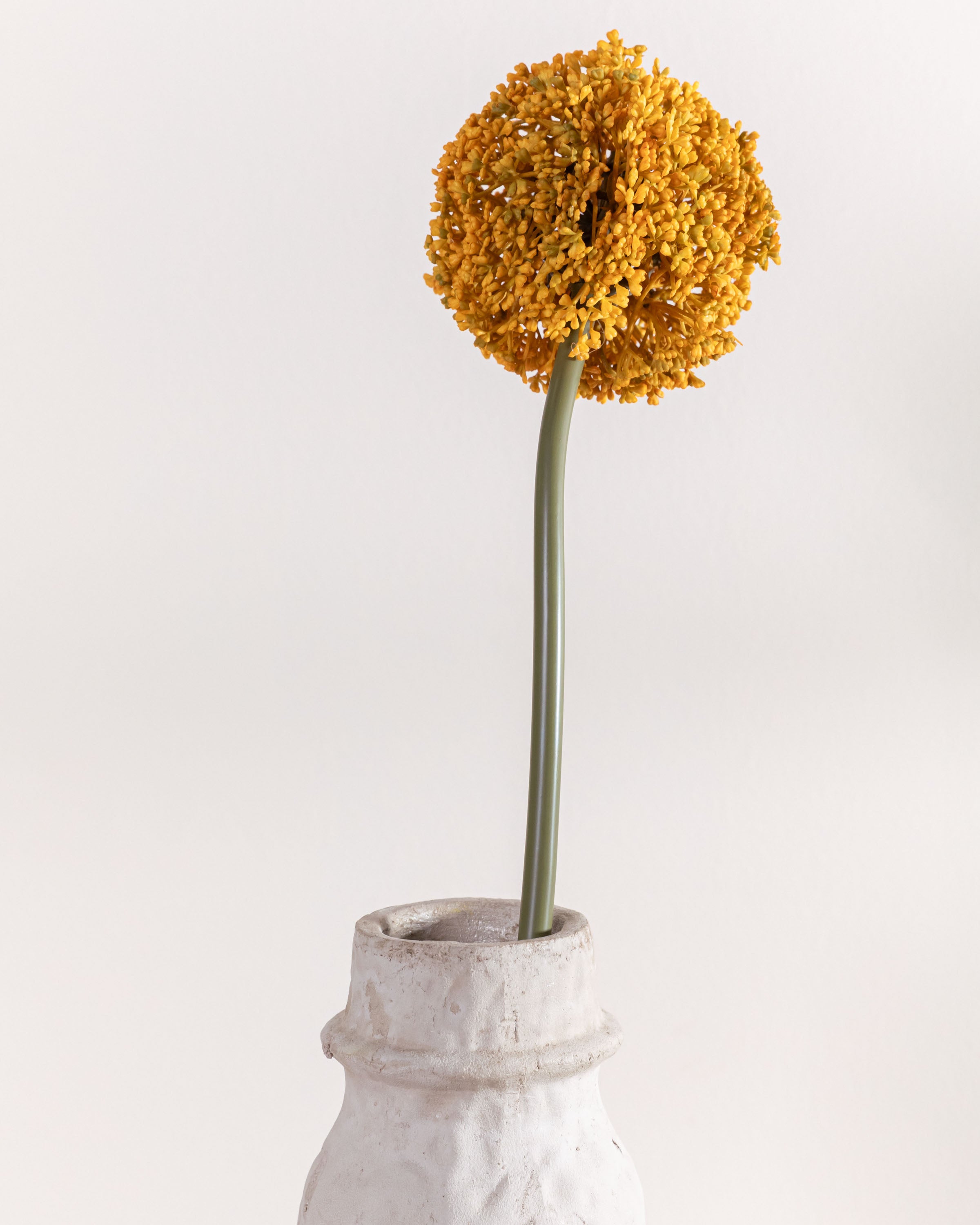 Flor Allium Ocre