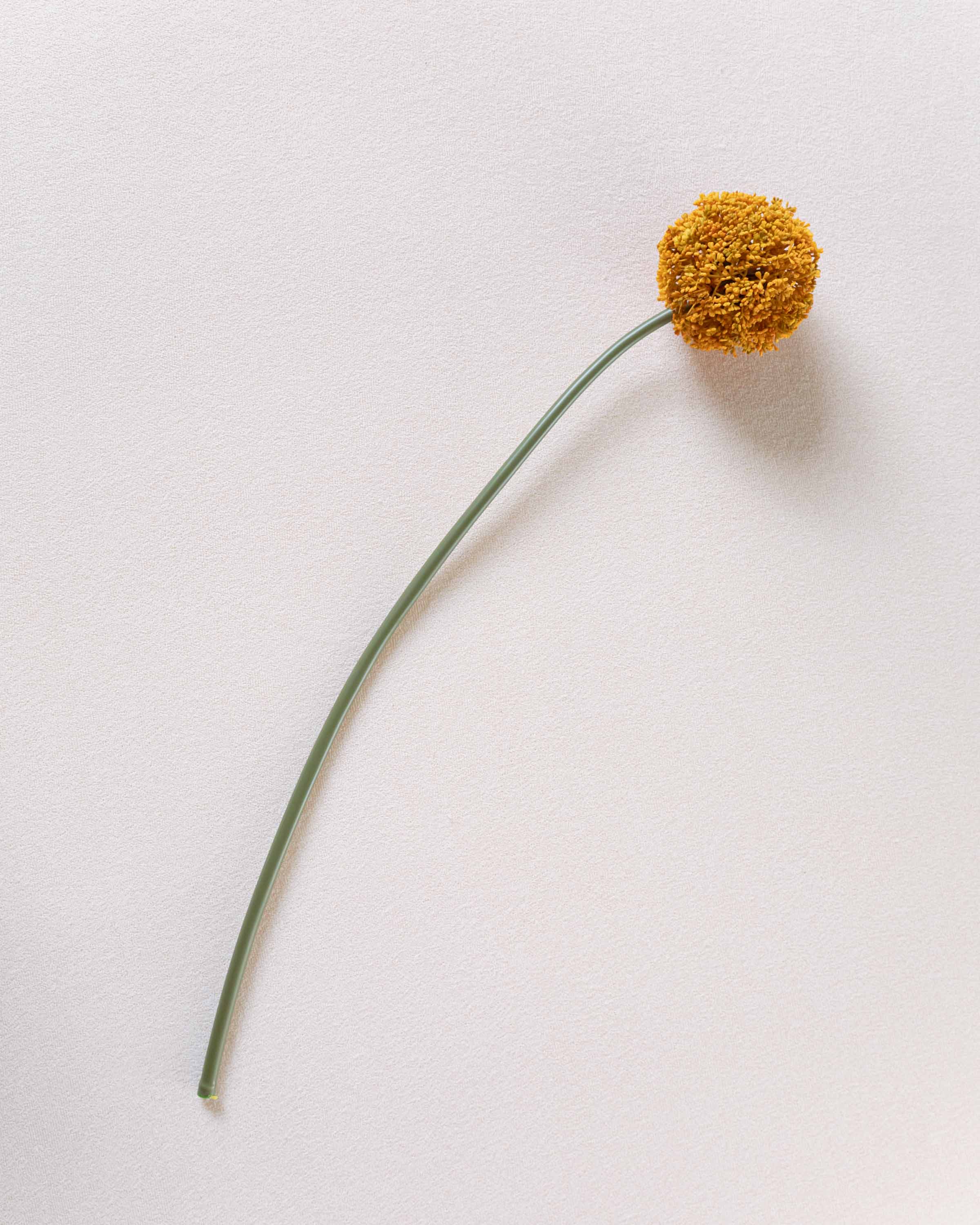 Flor Allium Ocre