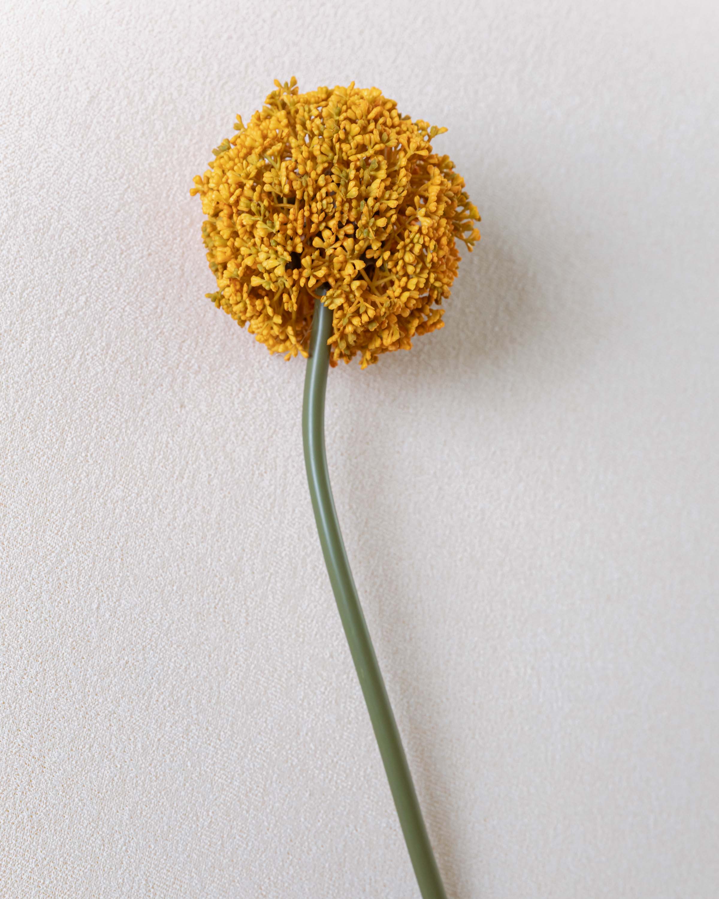 Flor Allium Ocre