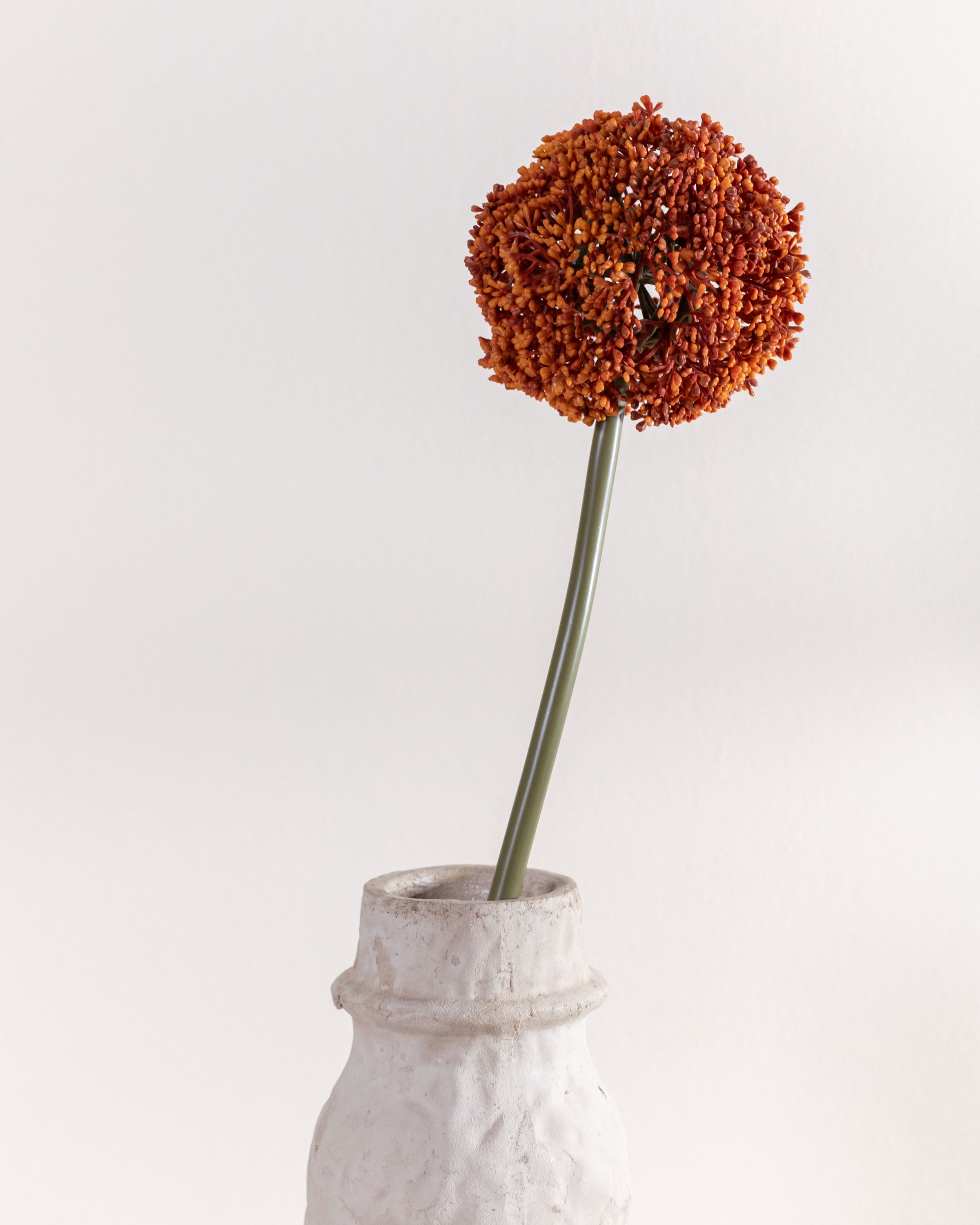 Flor Allium Caldera