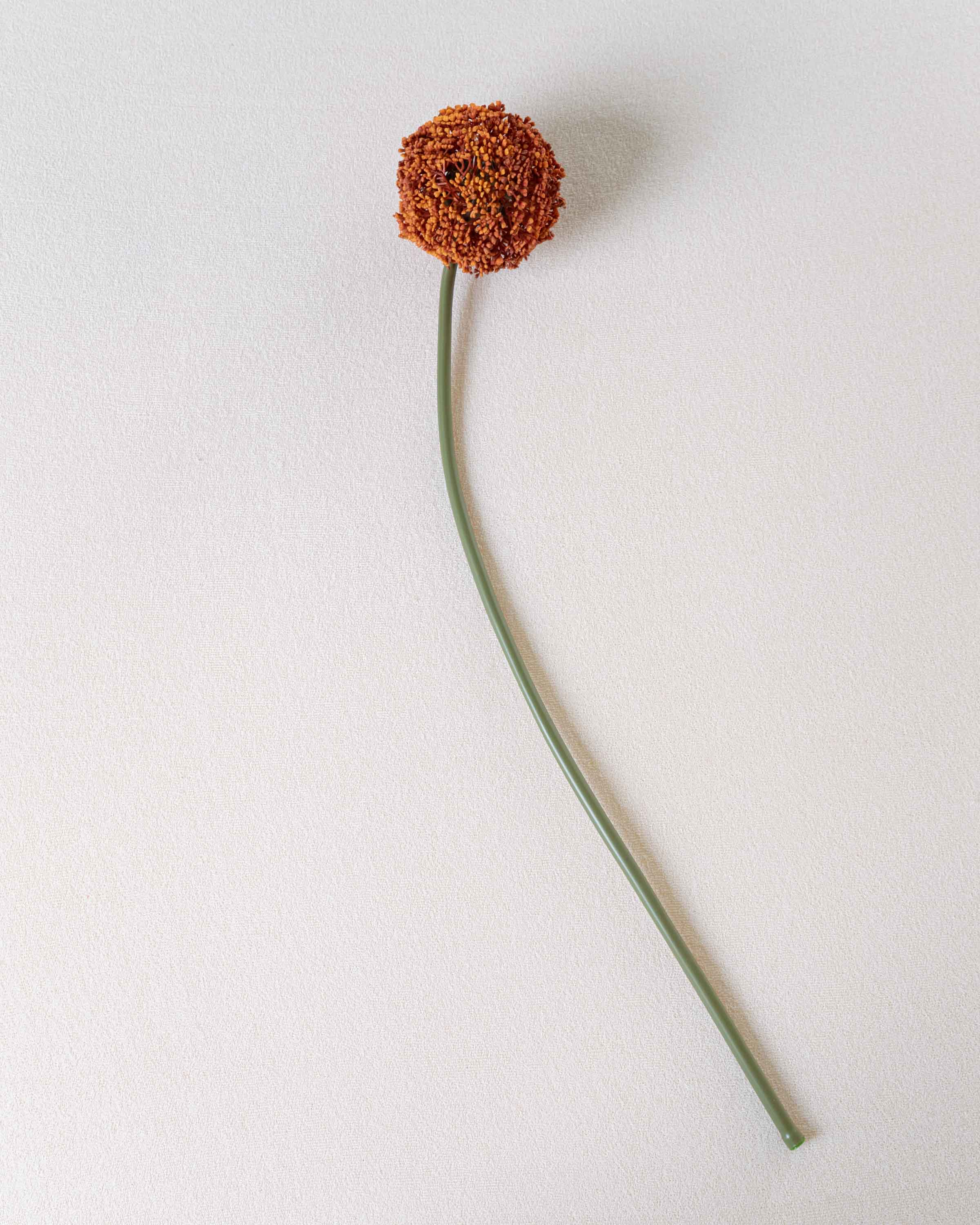 Flor Allium Caldera