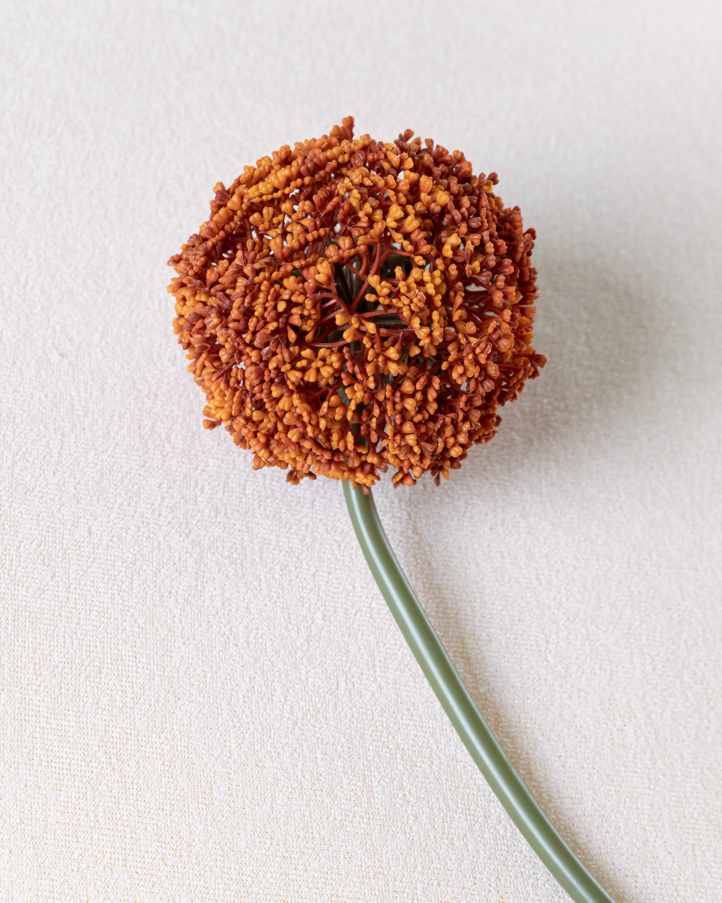 Flor Allium Caldera