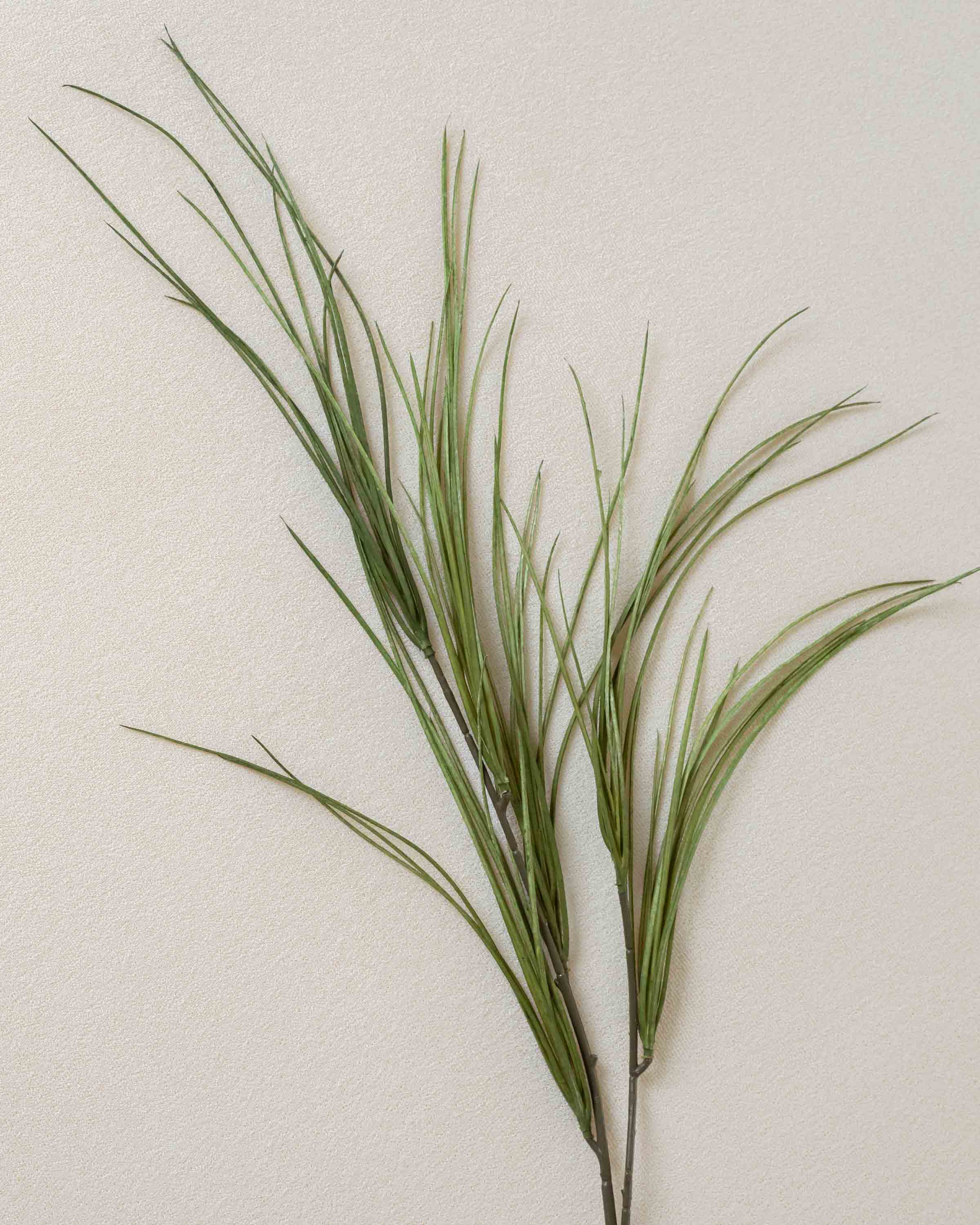 Rama Hierba Verde