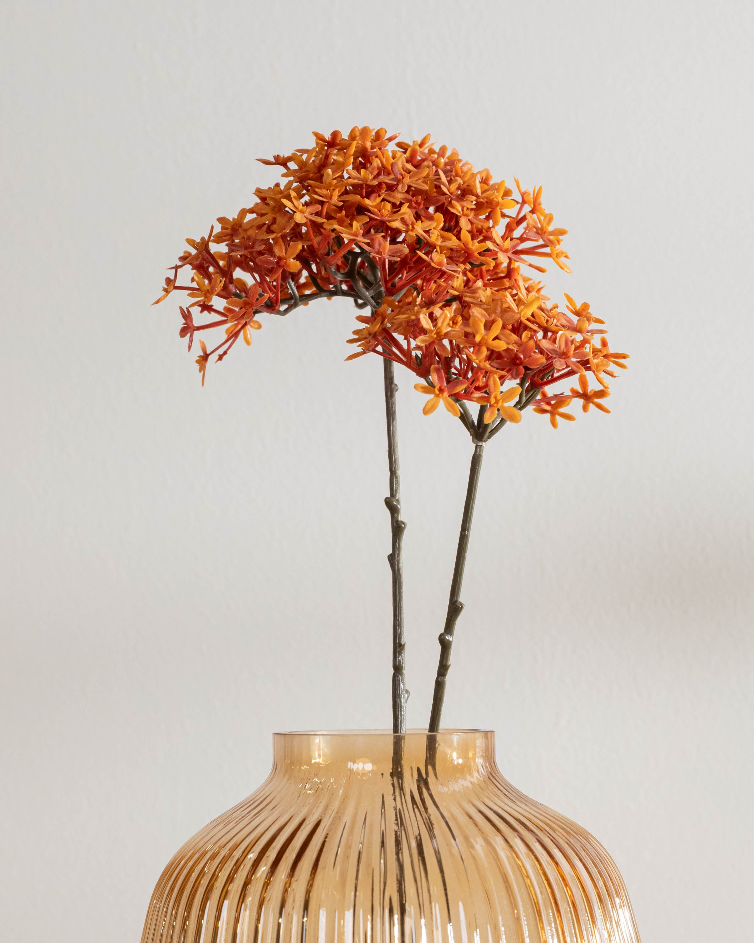 Flor Corona Caldera
