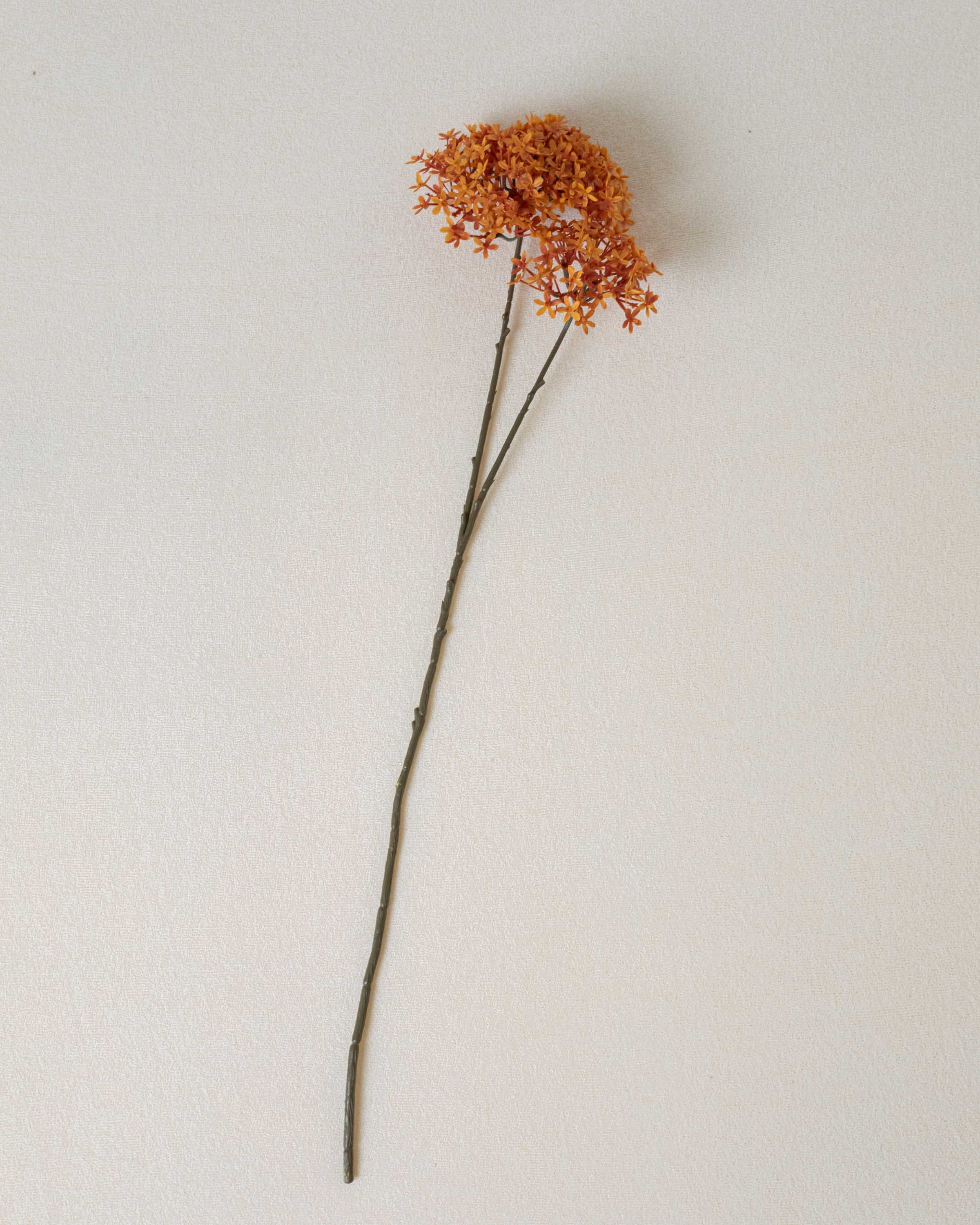 Flor Corona Caldera