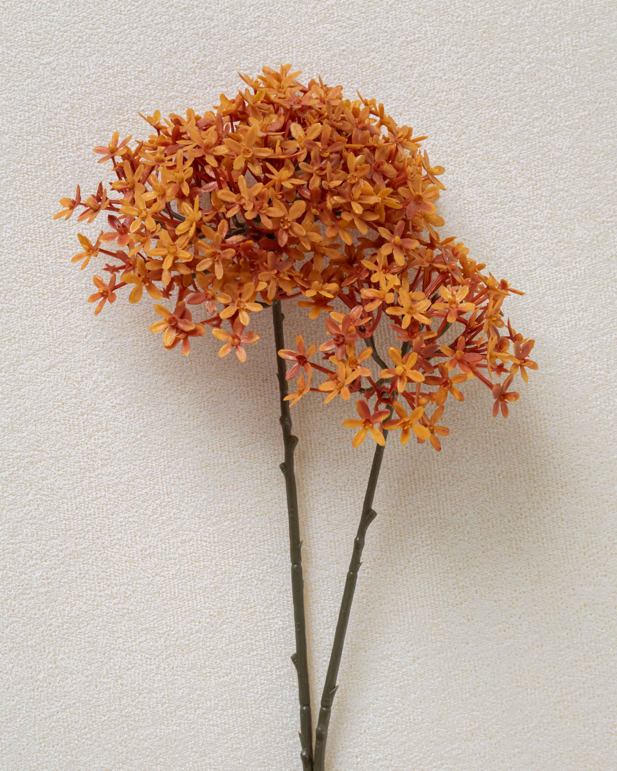 Flor Corona Caldera