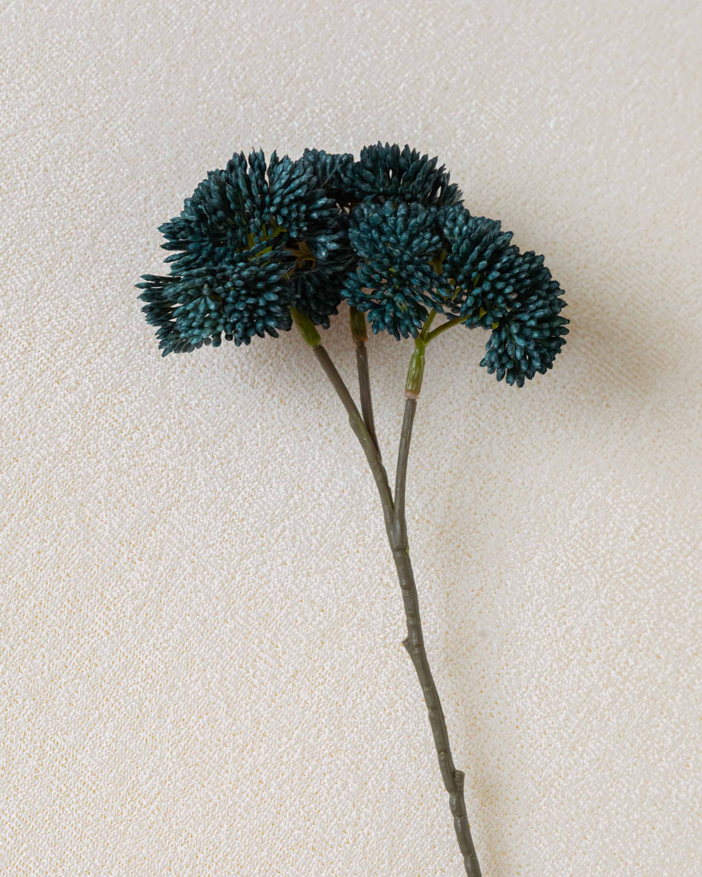 Flor de Sedum Azul