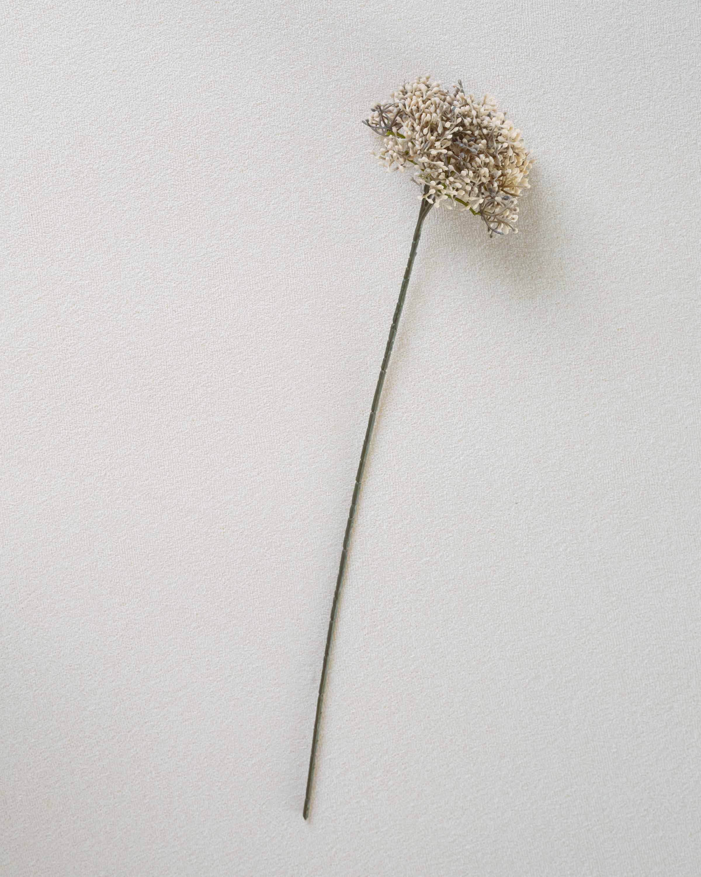 Ramo di sambuco beige