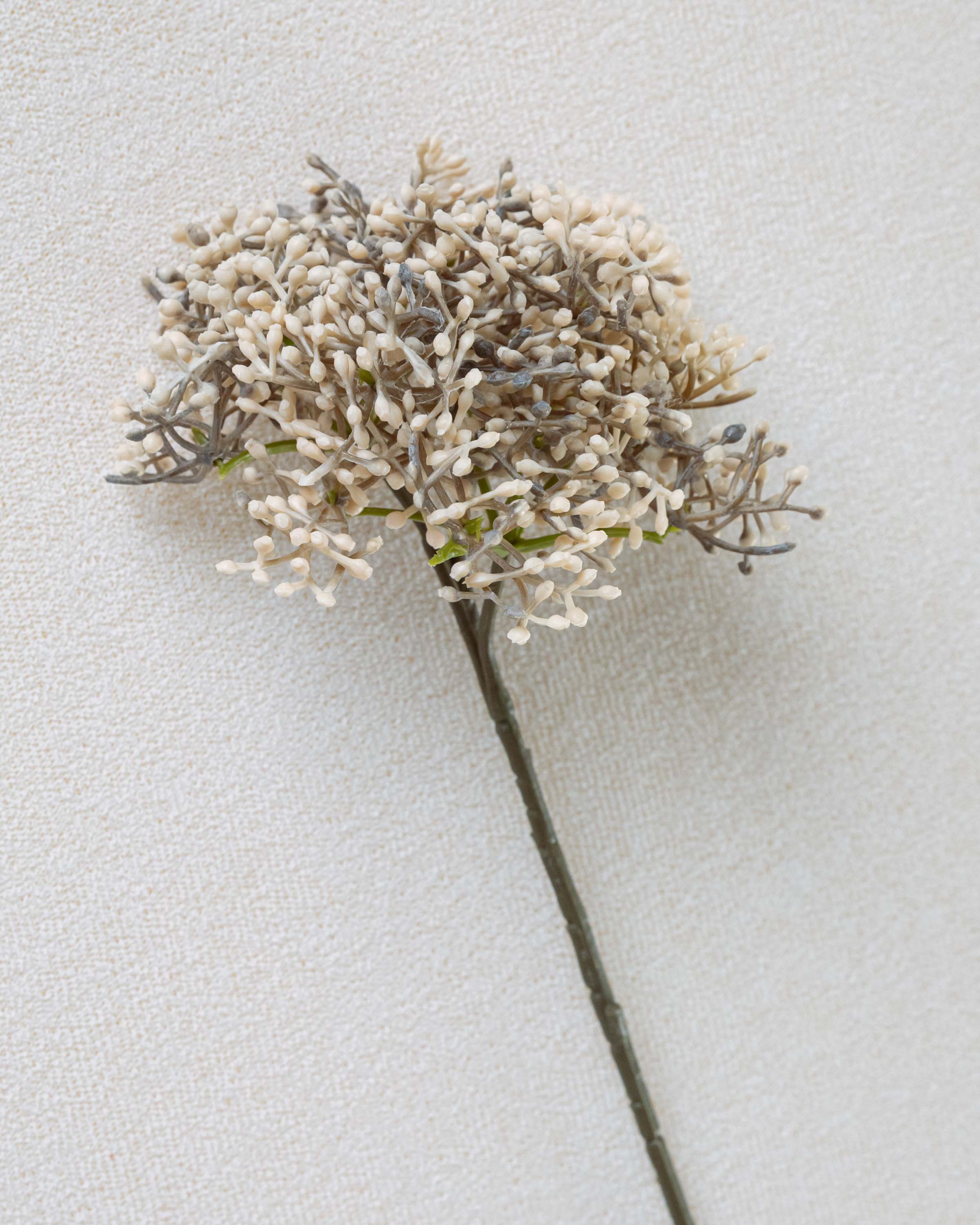 Ramo di sambuco beige