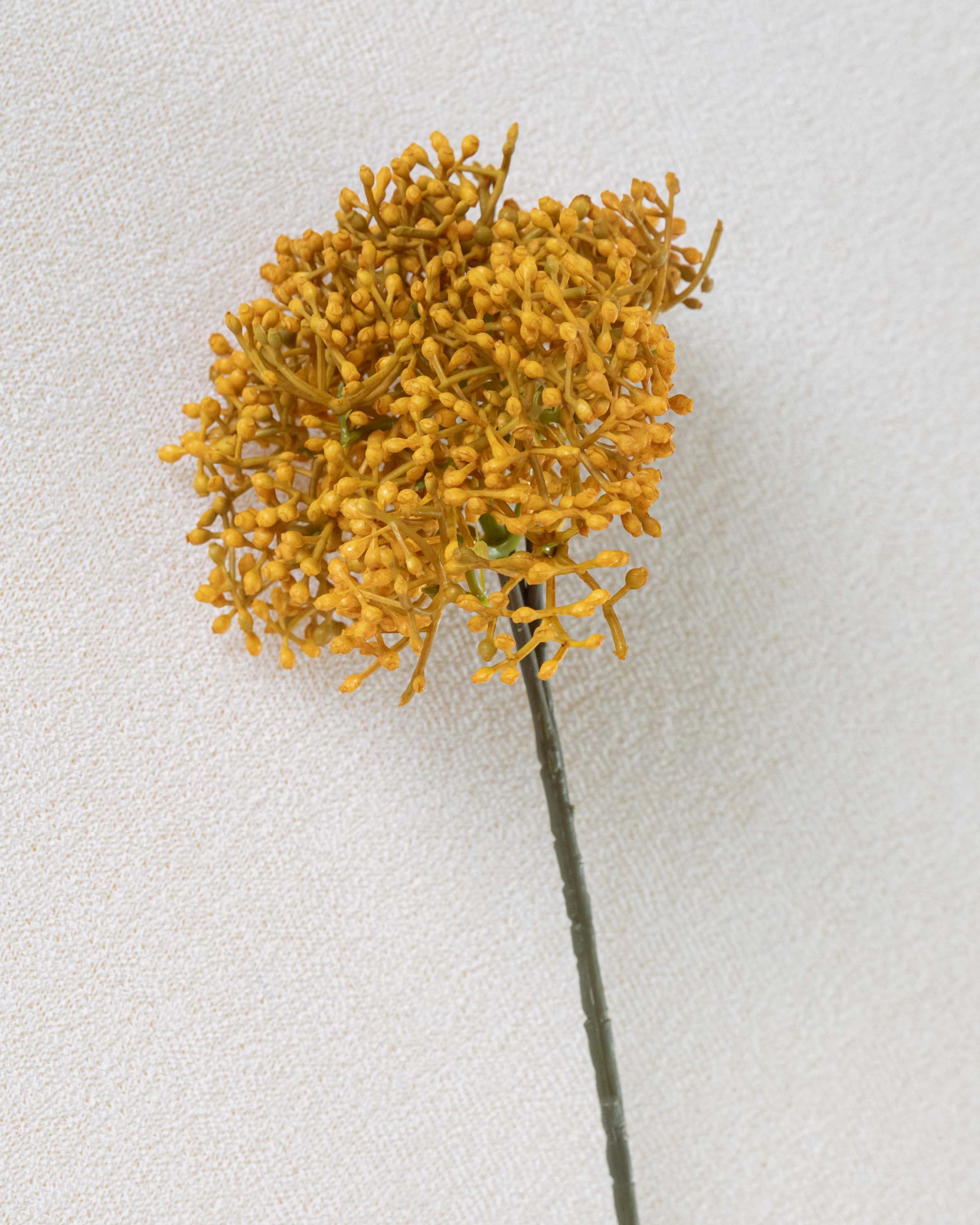 Rama Saúco Ocre