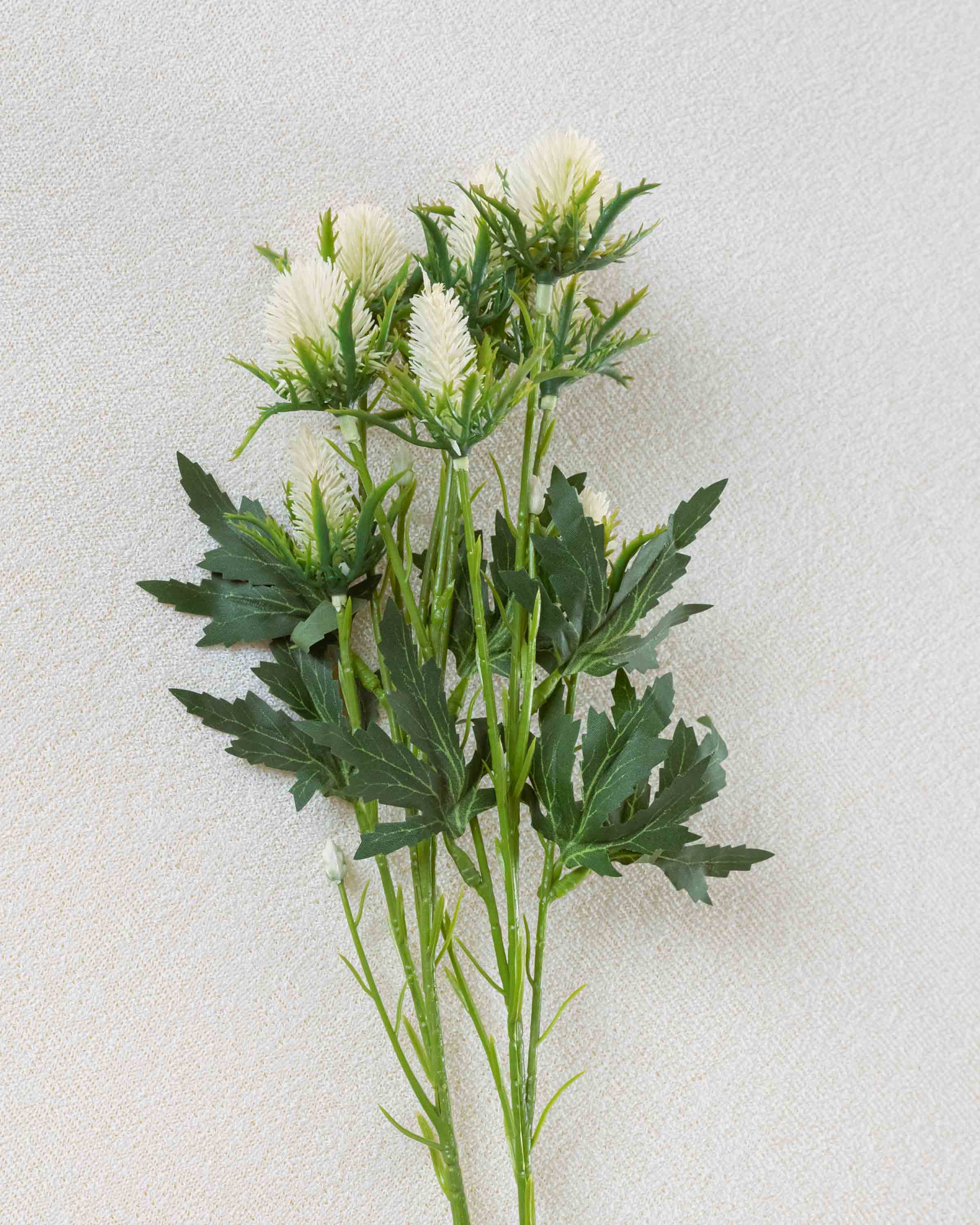 Rama Acebo Beige