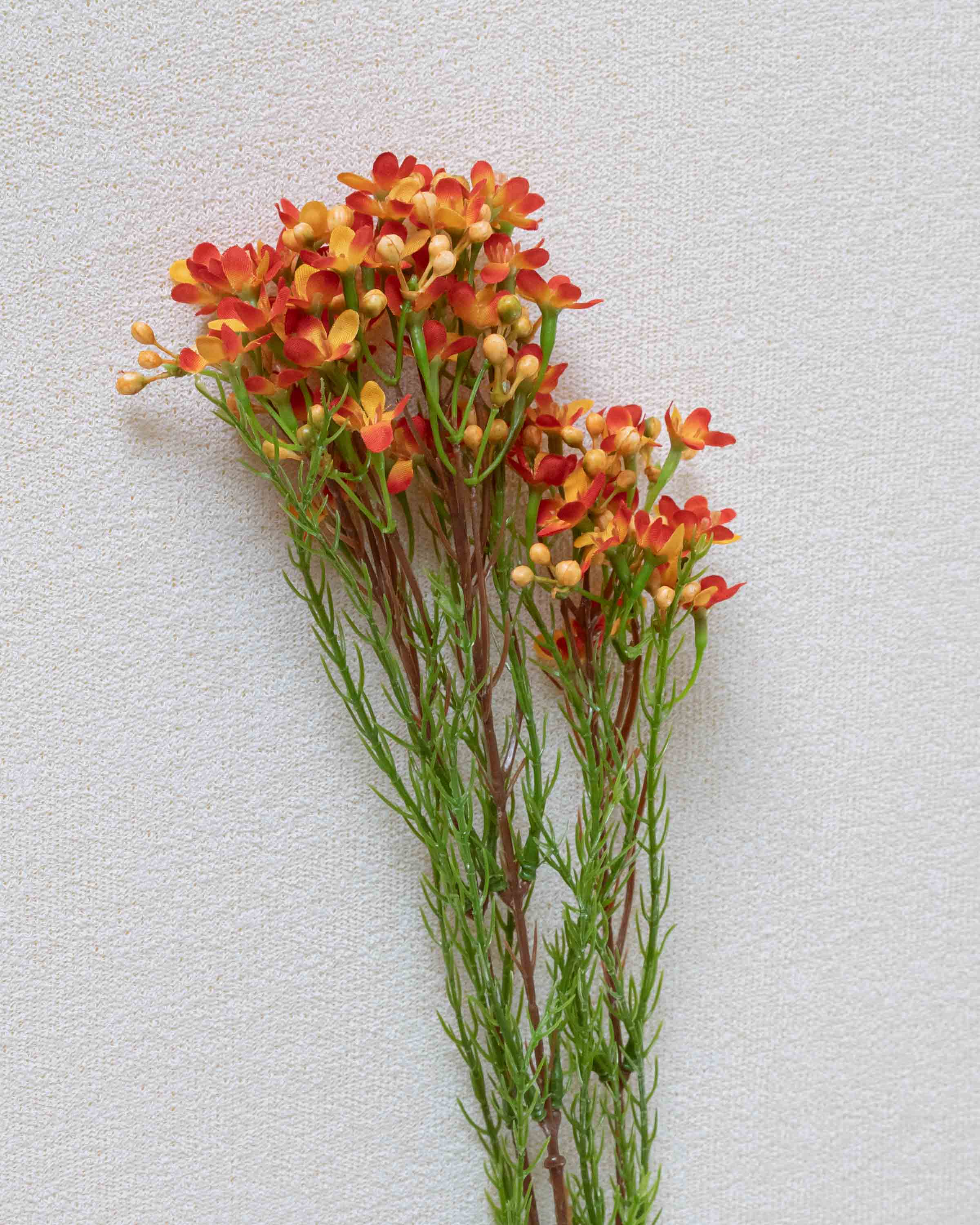 Rama Wax Caldera