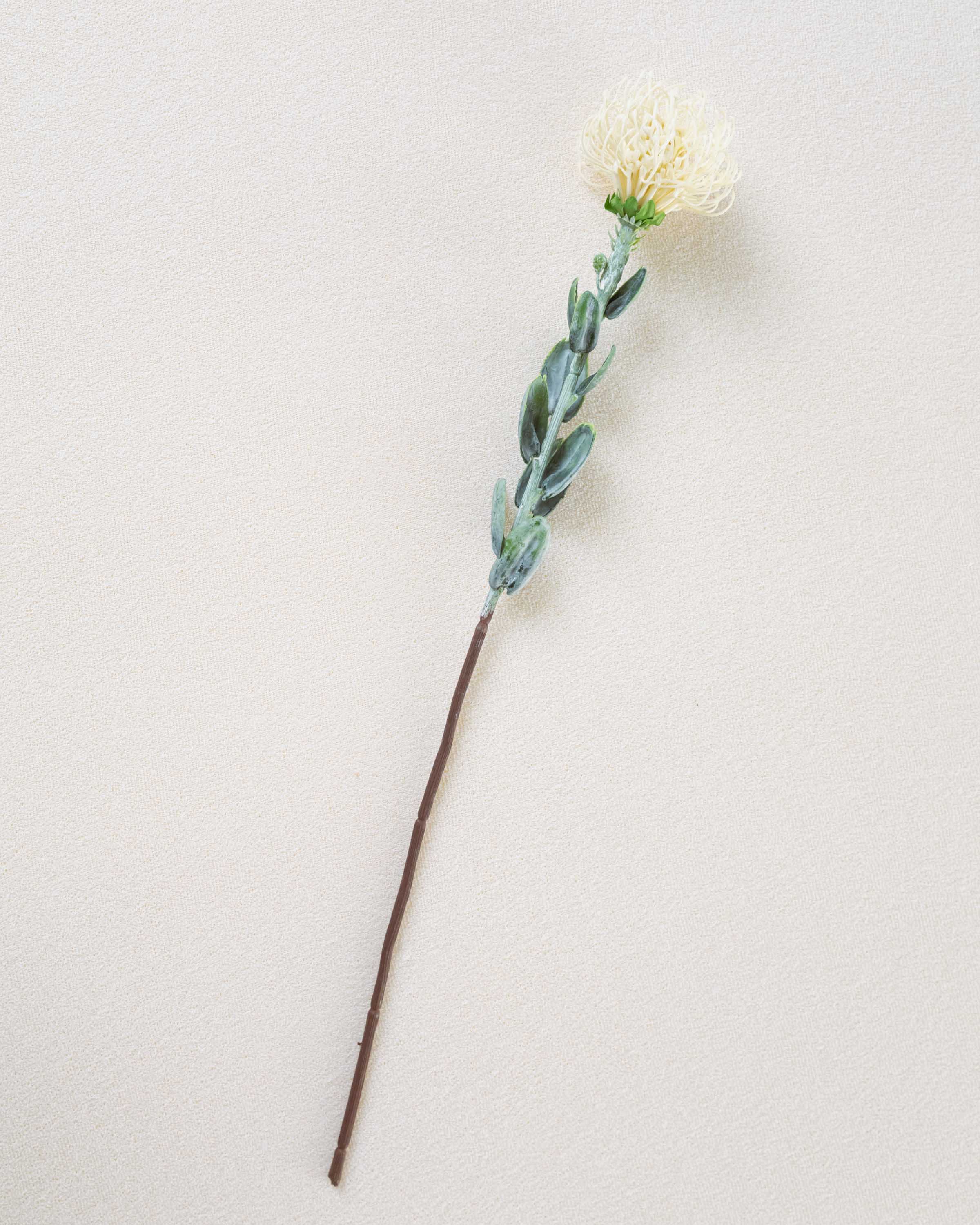 Flor Protea Blanco