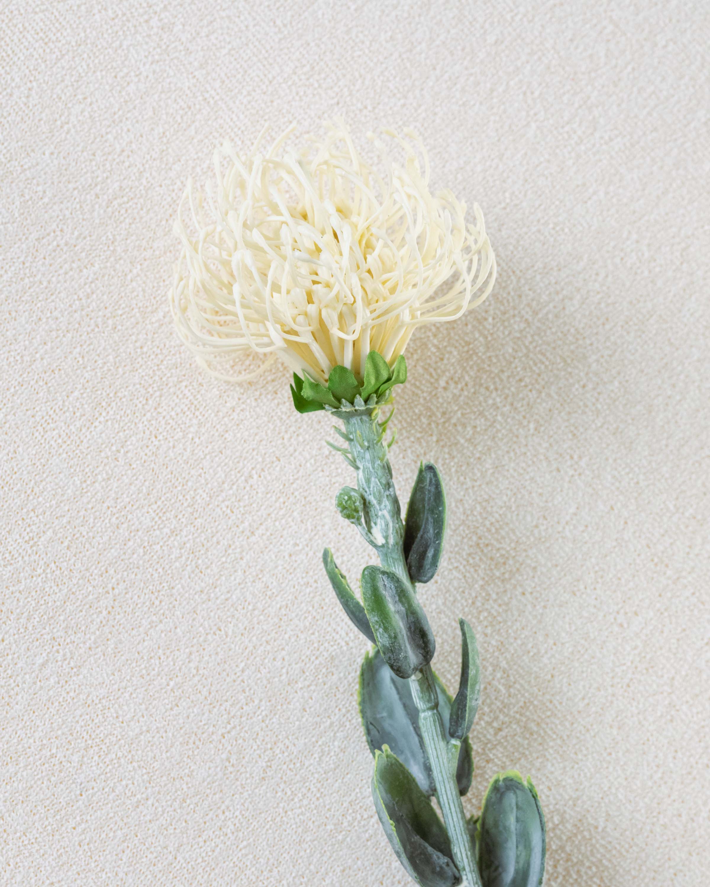 Flor Protea Blanco