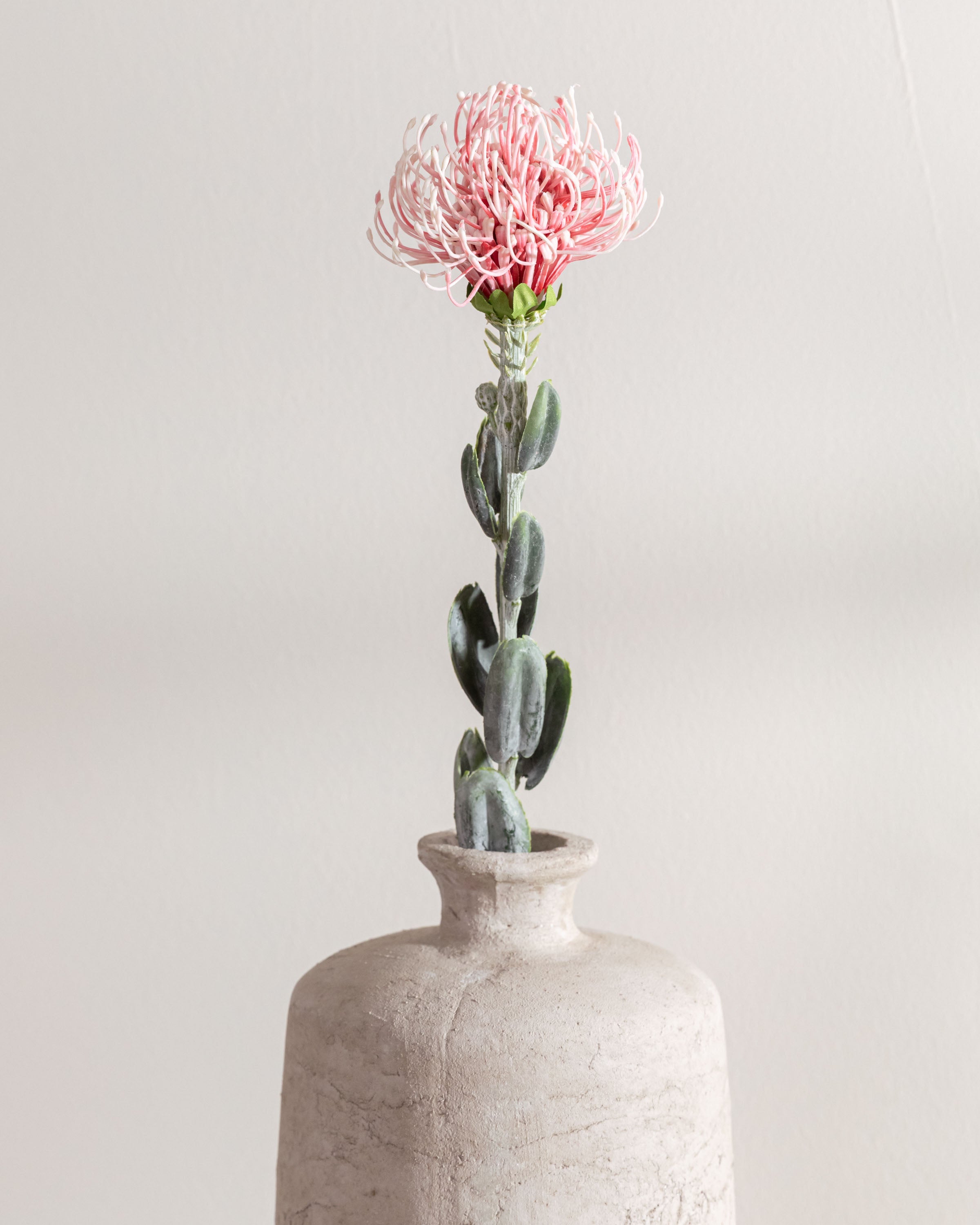 Flor Protea Rosa