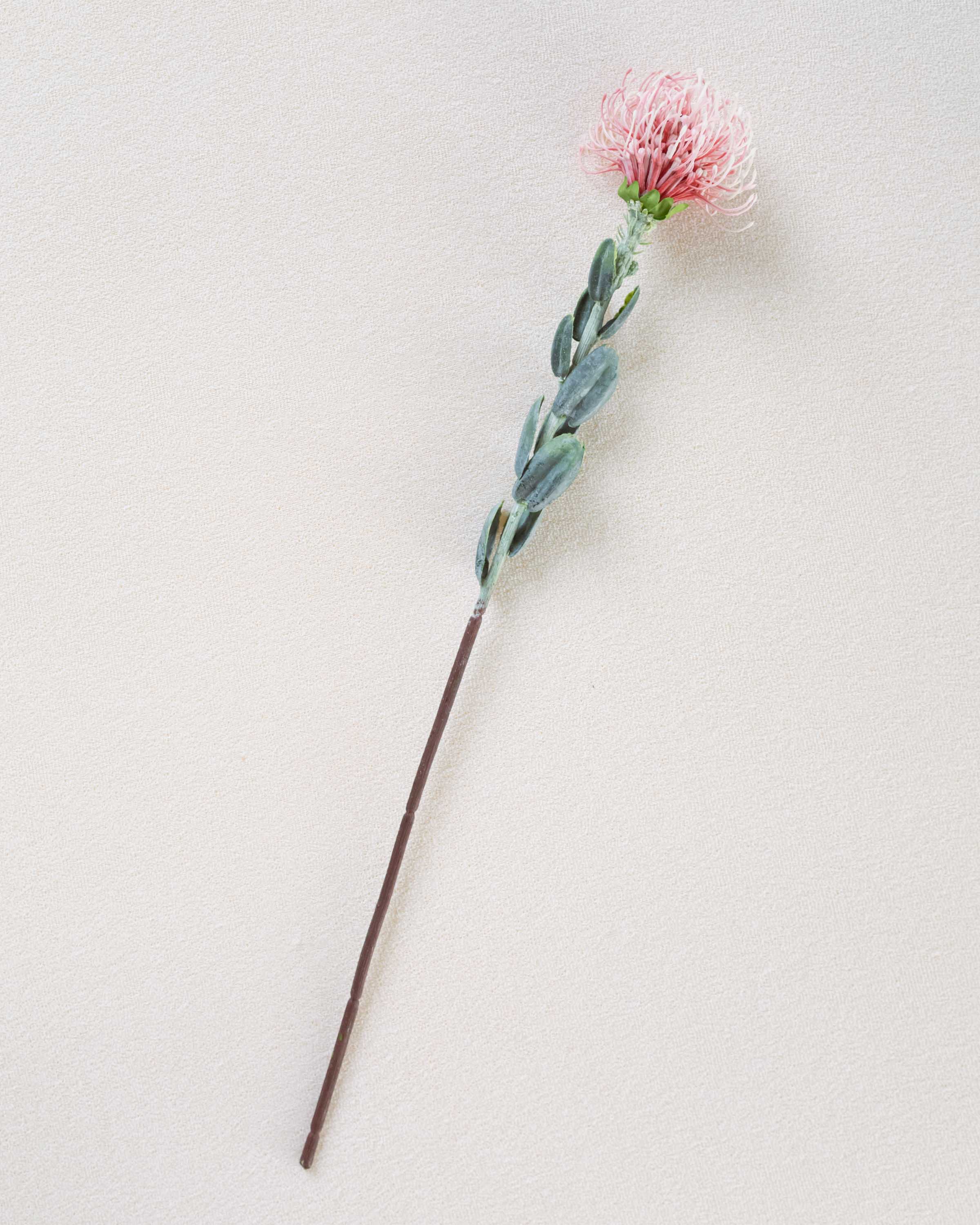 Flor Protea Rosa