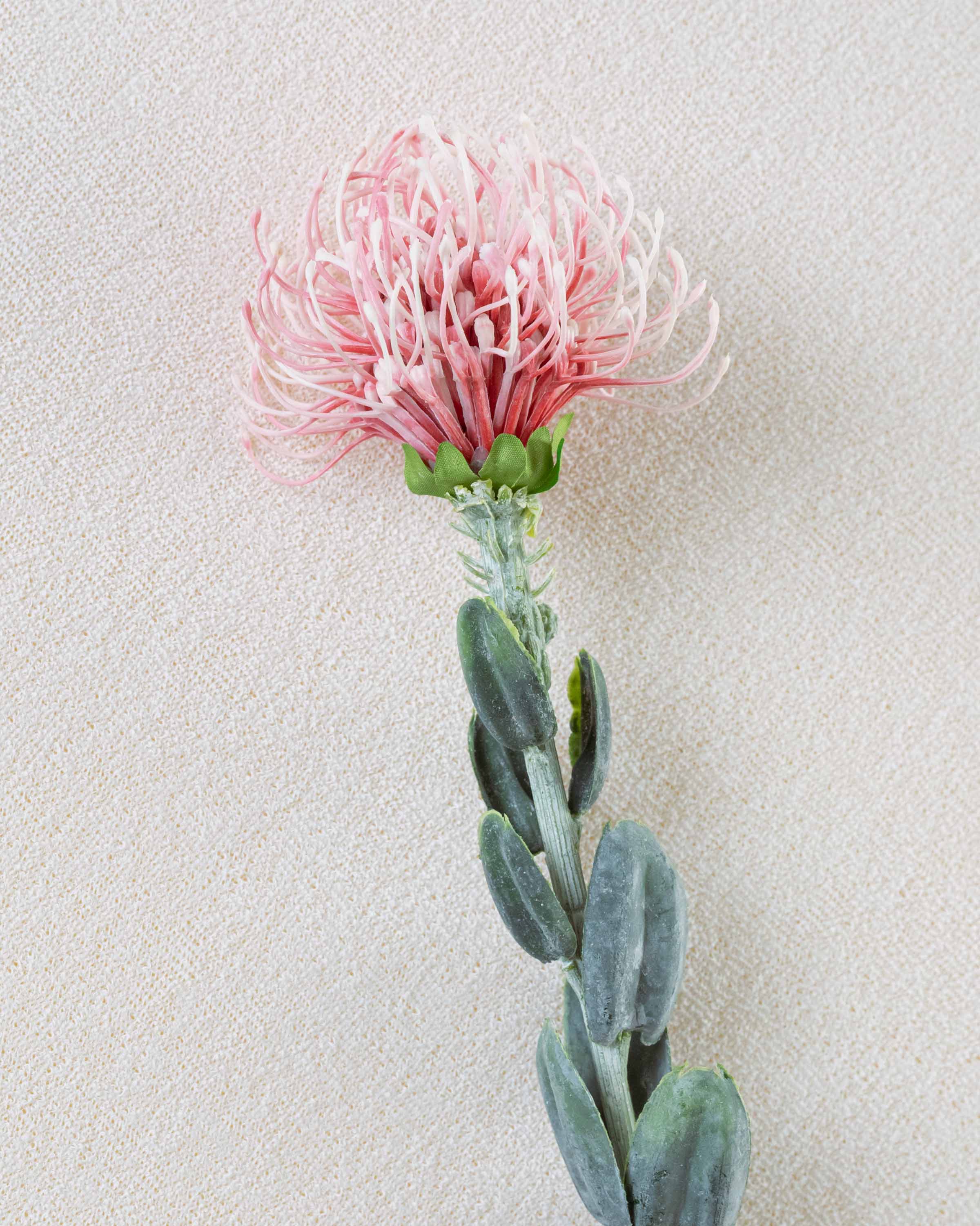 Flor Protea Rosa