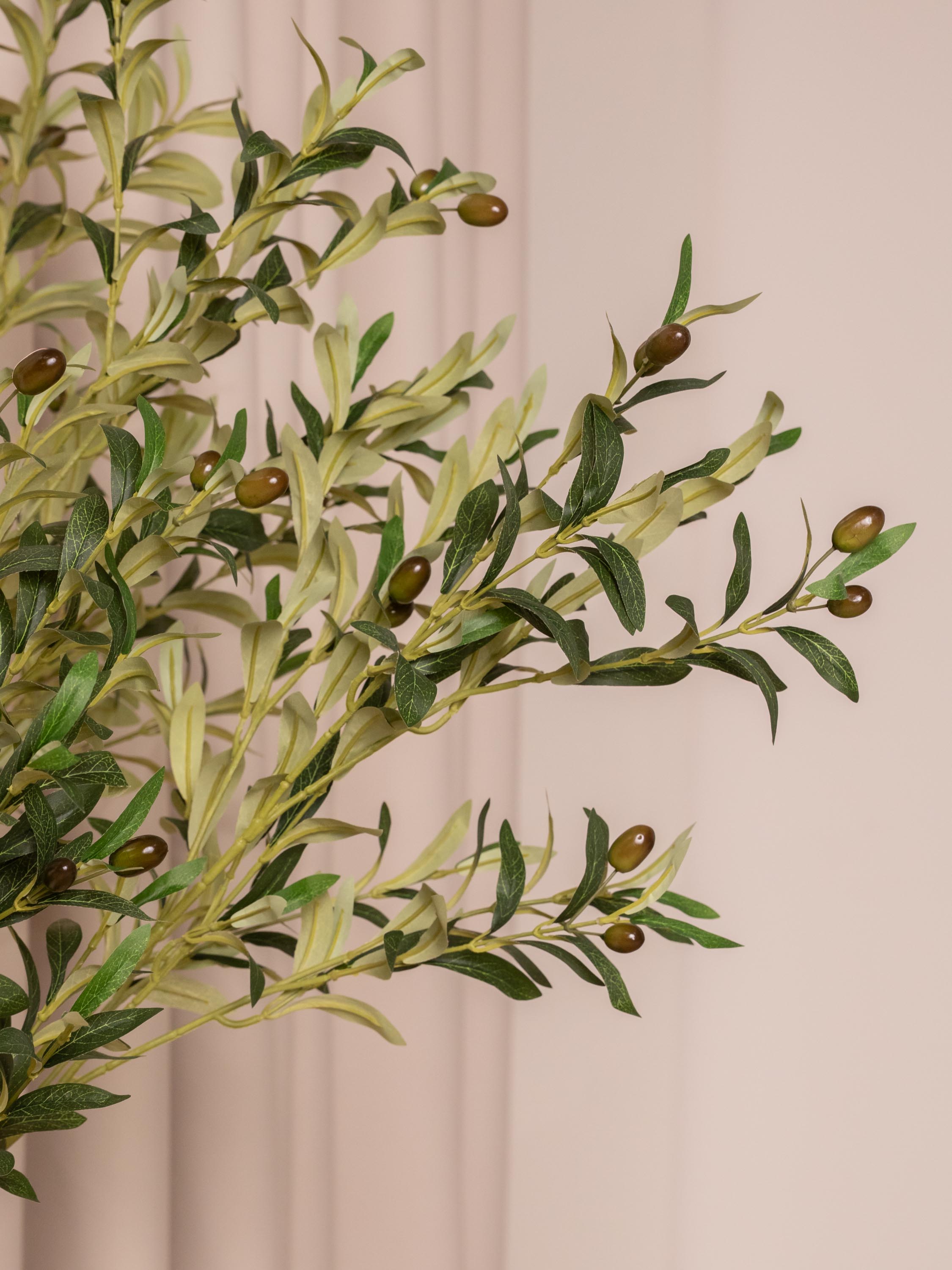 Olivo Verde